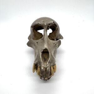 Parts of Four Monkey Skull